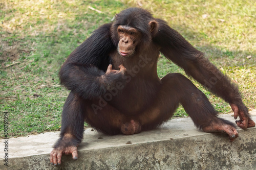 Chimpanzee in an open enclosure at an animal reserve in India