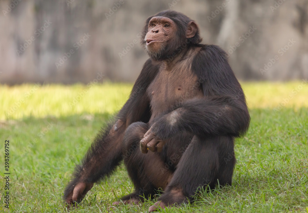 Chimpanzee primate with cute facial expression at Indian wildlife sanctuary Chimpanzee primate with cute facial expression at Indian wildlife sanctuary