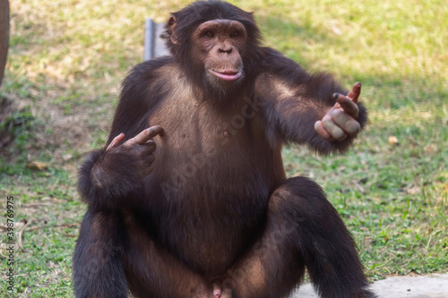 Fototapeta Naklejka Na Ścianę i Meble -  Chimpanzee in closeup view at Indian wildlife reserve