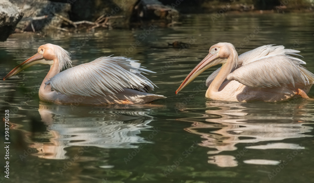 Great white pelican birds swimming at an Indian bird sanctuary Great white pelican birds swimming at an Indian bird sanctuary