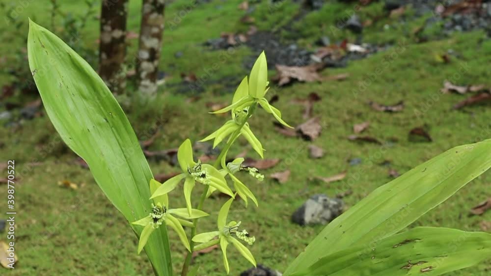 Borneo Black Orchid or Coelogyne pandurata is blooming.