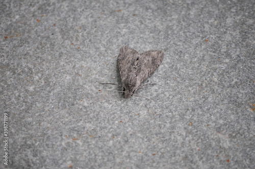 moth insect animal photo