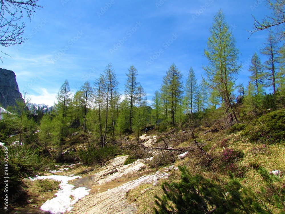 larch forest in Julian alps and Triglav national park in Slovenia with leftover snow