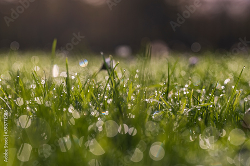 The dew drops on this grass, lit by the early morning sun, give a beautiful bokeh