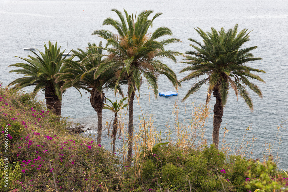 Palms near coast of Portugese island Madeira