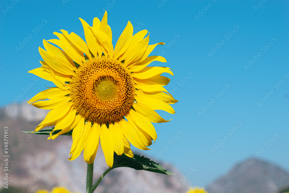 Sunflower in the field with daylight and vivid blue sky, Sunflowers also a popular economic crop to bring seeds to be consumed Including the extraction of sunflower oil, popular among health lovers. Sunflower in the field with daylight and vivid blue sky, Sunflowers also a popular economic crop to bring seeds to be consumed Including the extraction of sunflower oil, popular among health lovers.