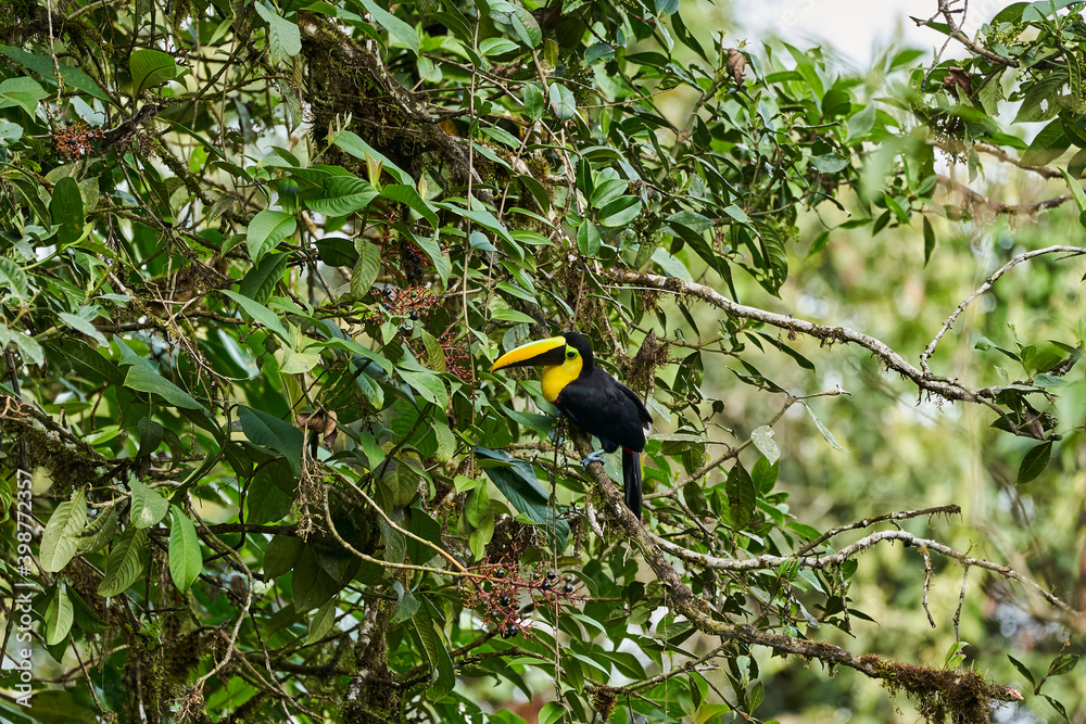 Fototapeta premium Beautiful chestnut mandibled toucan or Swainsons toucan, Ramphastos ambiguus swainsonii, a subspecies of the yellow throated toucan, high in a lush canopy of tropical trees in Ecuador, South America