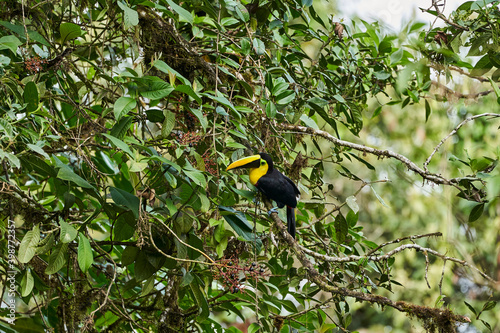 Beautiful chestnut mandibled toucan or Swainsons toucan, Ramphastos ambiguus swainsonii, a subspecies of the yellow throated toucan, high in a lush canopy of tropical trees in Ecuador, South America