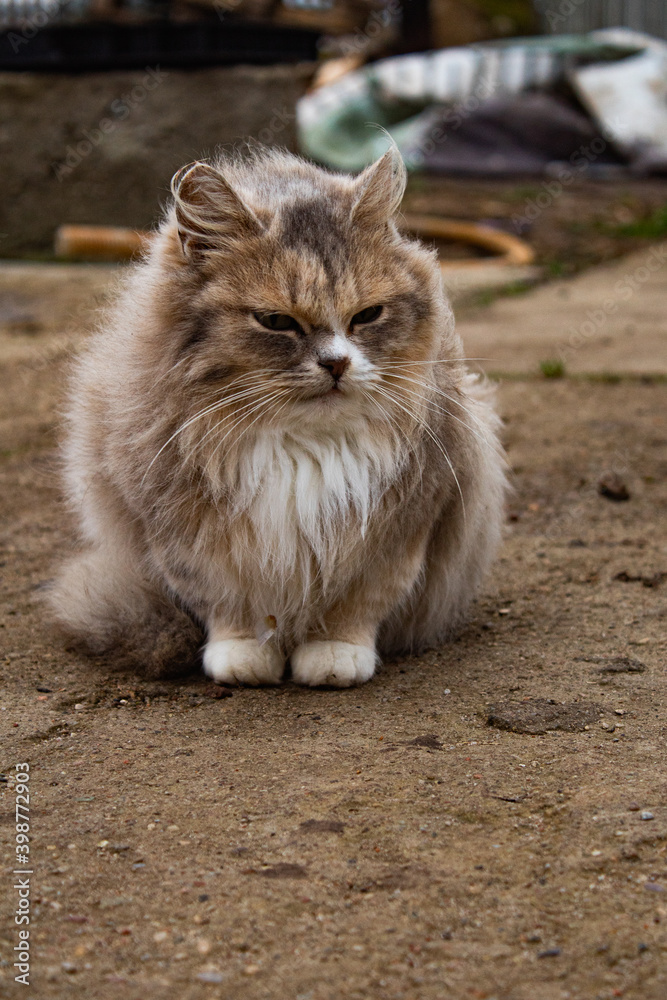 Fluffy grey cat with a stern look outside in the yard close up Fluffy grey cat with a stern look outside in the yard close up