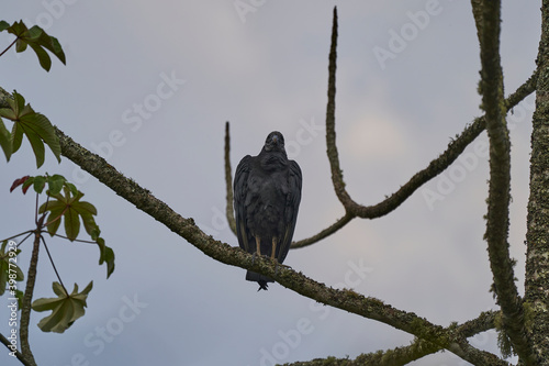 black vulture, Coragyps atratus, also known as American black vulture, a bird of the New World vulture family, perched on a branch of an exotic tree in Colombia, South America photo