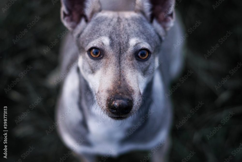 Naklejka premium portrait of a dog