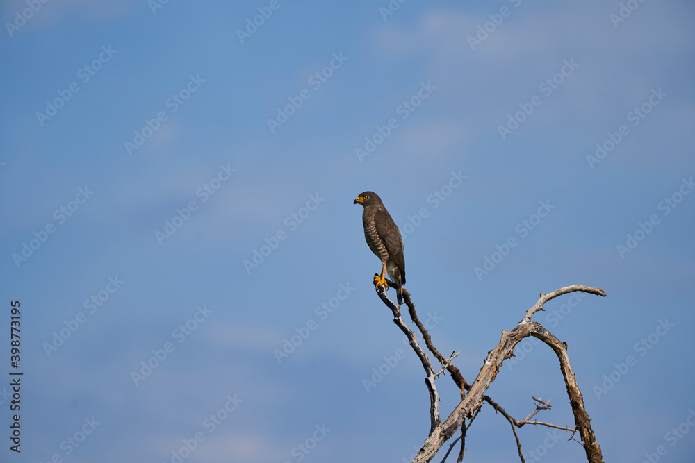 The roadside hawk, Rupornis magnirostris, is a relatively small bird of prey, sitting on dry branches in the Tatacoa desert in Colombia, South America. The roadside hawk, Rupornis magnirostris, is a relatively small bird of prey, sitting on dry branches in the Tatacoa desert in Colombia, South America.