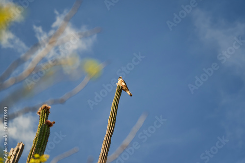 Beautiful austral peregrine falcon, Falco peregrinus cassini, sitting high on cactus in the dry and arid tatacoa desert in Colombia, is a non migratory raptor, living in south america photo