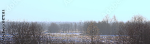 Foggy winter landscape with bushes and trees, soft daylight