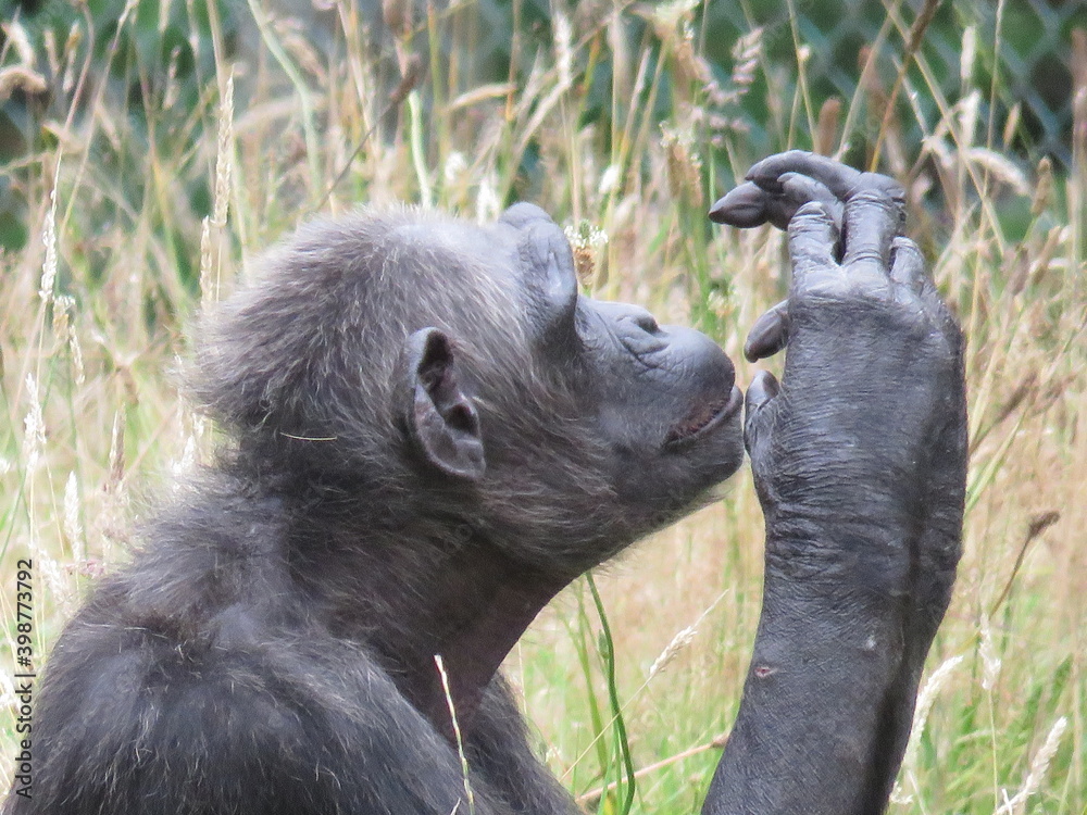 Obraz premium Chimpanzee sitting profile staring and checking it's finger