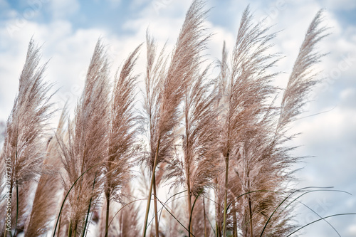 Dry reed or pampas grass against the sky. Neutral colors