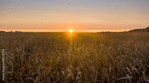 Corn field harvest at sunset
