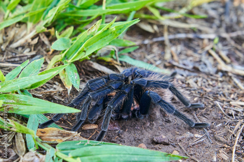 The Colombian lesserblack tarantula, Xenesthis immanis, is a large terrestrial bird spider, with hairy legs and body and a beautiful pattern. 