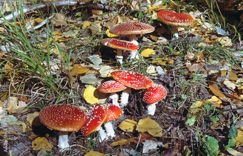 The fly agaric or fly amanita (Amanita muscaria) is a muscimol mushroom native throughout the temperate and boreal regions of the Northern Hemisphere. Specimens observed in Spain. photo