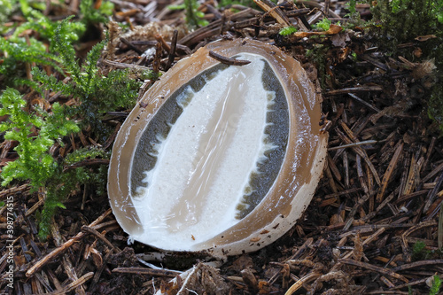 The Stinkhorn (Phallus impudicus) is a jung edible mushroom