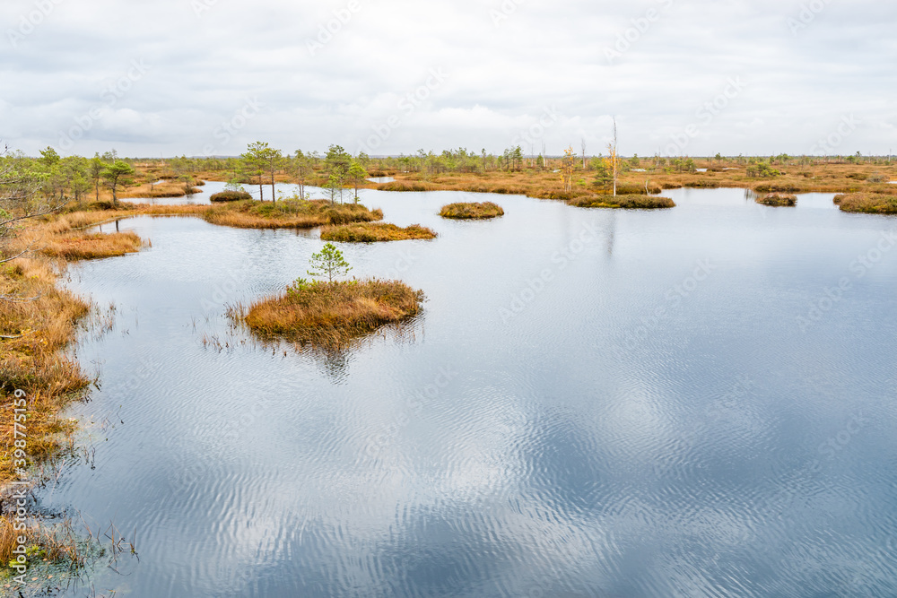 Small Wild Swamp Lake. Landscape Stock Photo