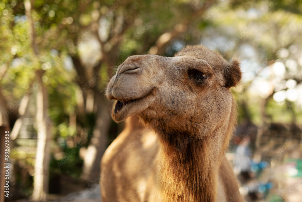 Smiling camel in the park