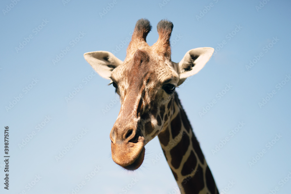 Giraffe on a background of blue sky Giraffe on a background of blue sky