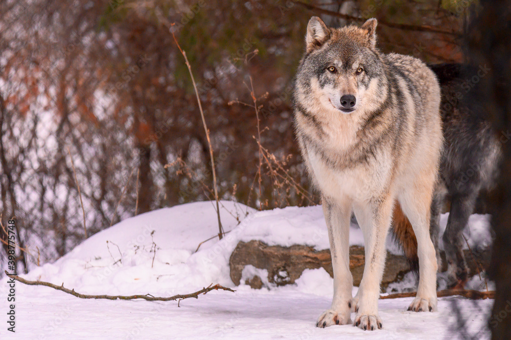 wolf standing and looking at camera in winter snow