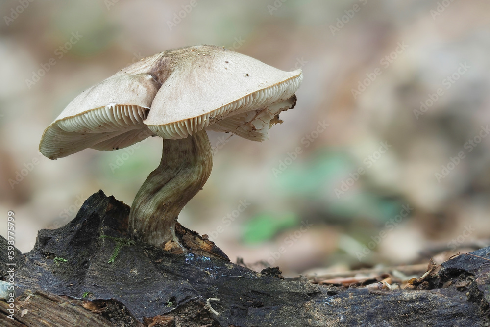 Fototapeta premium The Deer Shield (Pluteus cervinus) is an edible mushroom