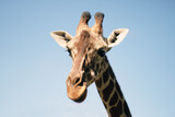 Giraffe on a background of blue sky