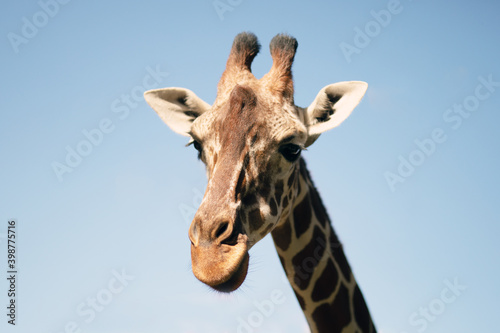 Giraffe on a background of blue sky
