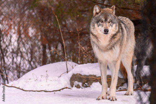 wolf standing and looking at camera in winter snow