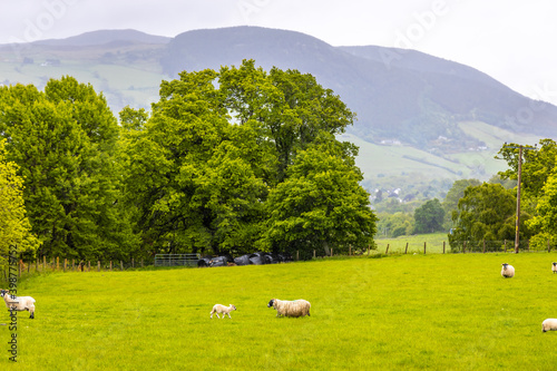 Sheep near Falls of Divach, a waterfall of Scotland near Urquhart Bay, half way along the northern shore of Loch Ness photo