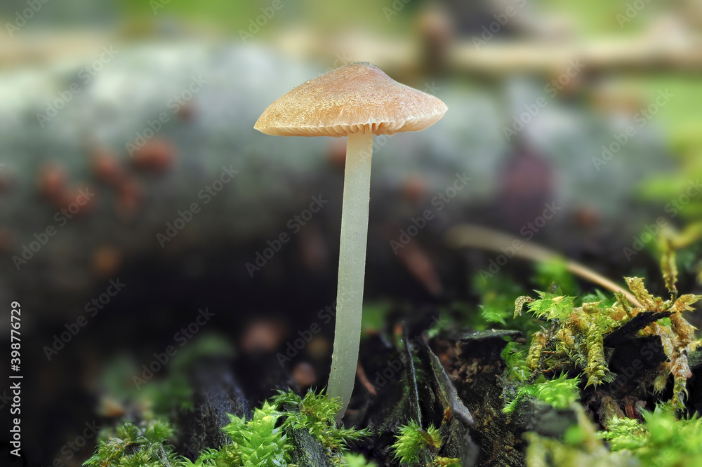 The Pluteus nanus is an inedible mushroom The Pluteus nanus is an inedible mushroom
