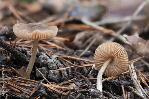 The Wrinkled Shield (Pluteus phlebophorus) is an inedible mushroom photo