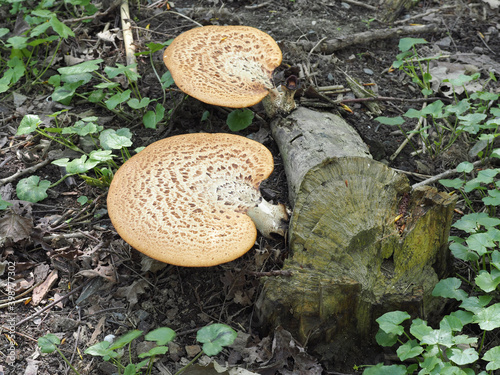 The Dryads Saddle (Polyporus squamosus) is an edible mushroom