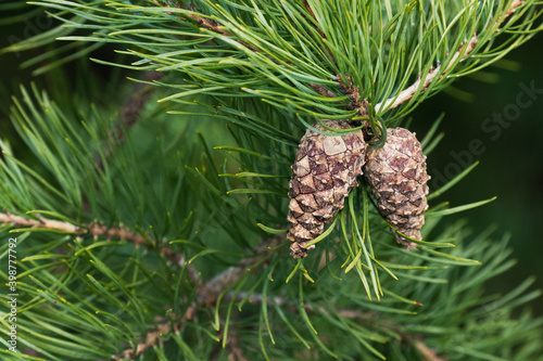 Fresh Pine cones in Estonian boreal forest 