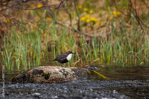 White-throated dipper Cinclus cinclus standing on a rock by the river rapids in springtime Finland, Northern Europe.