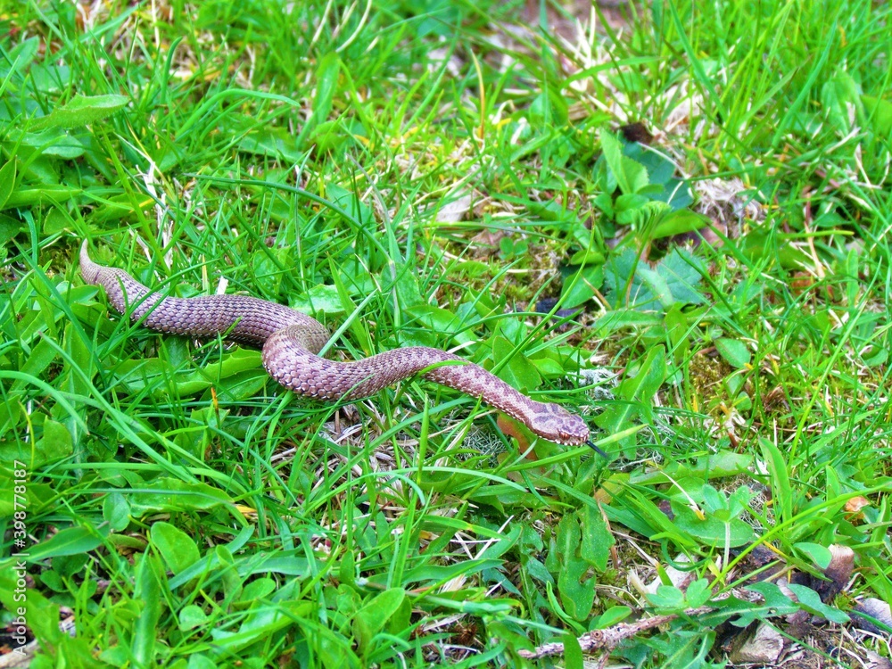 Fototapeta premium Young common european adder or viper