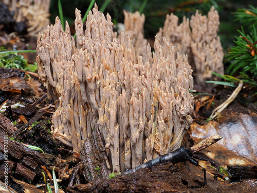 The Ramaria spec. is an inedible genus of mushrooms