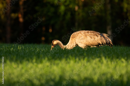 Common crane looking for some food in a summery field on a sunrise in Finland 