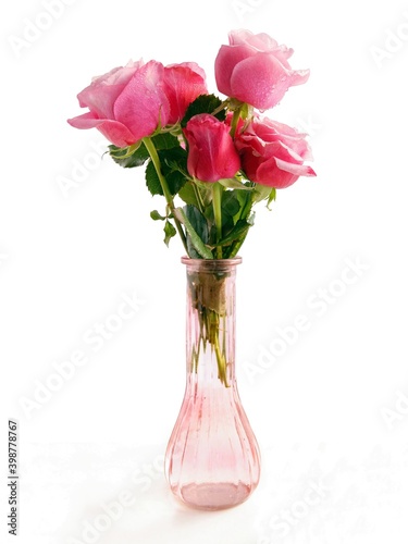 pretty pink and red roses close up