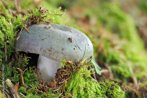 The Charcoal Burner (Russula cyanoxantha) is an edible mushroom