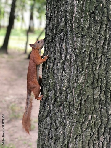squirrel 3
