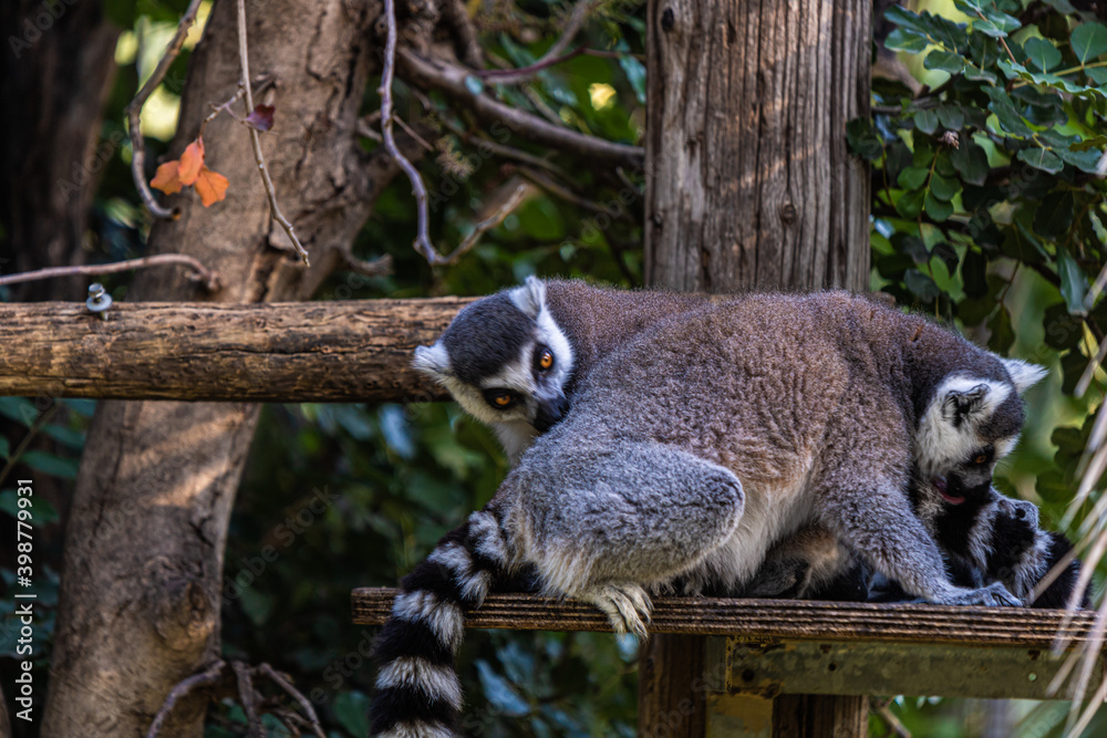 Naklejka premium lemur on tree
