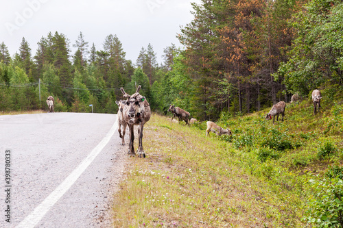 Domestic Reindeer walking on a road in summer in Lapland, Northern Finland 