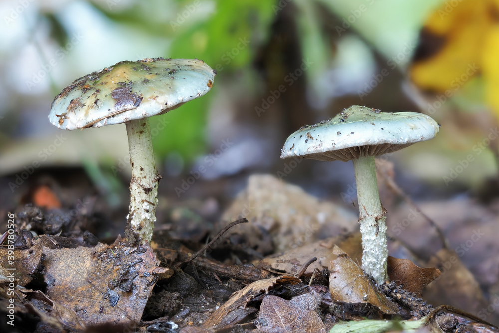 Fototapeta premium The Blue Roundhead (Stropharia caerulea) is an edible mushroom