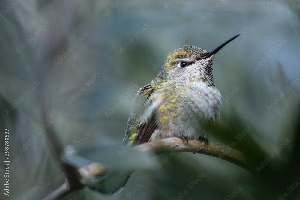 Fototapeta premium Broad-tailed hummingbird