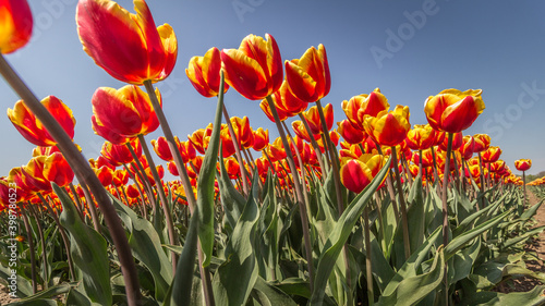 blooming tulips in the Dutch tulip fields in spring 