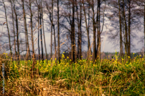 Fototapeta Naklejka Na Ścianę i Meble -  Przystań Waniewo, Narwiański Park Narodowy, Podlasie, Polska